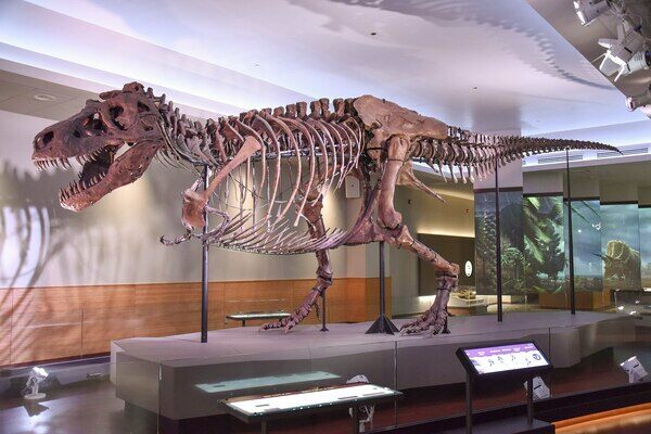 Tyrannosaurus Rex specimen "SUE" on display at the Field Museum of Natural History.
